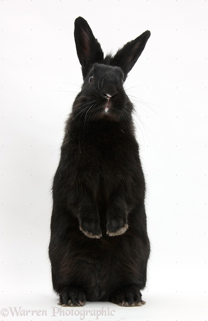 Black rabbit