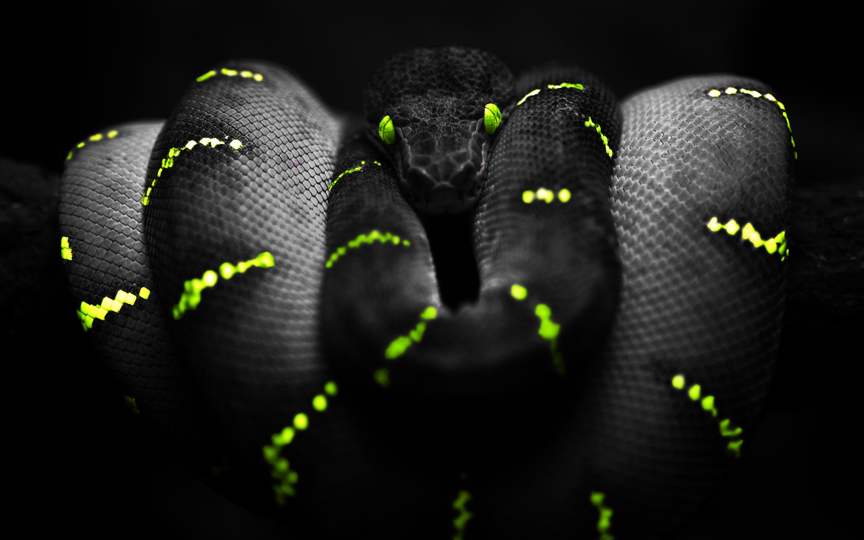 HD Wallpaper | Background ID:151733. 1680x1050 Animal Snake