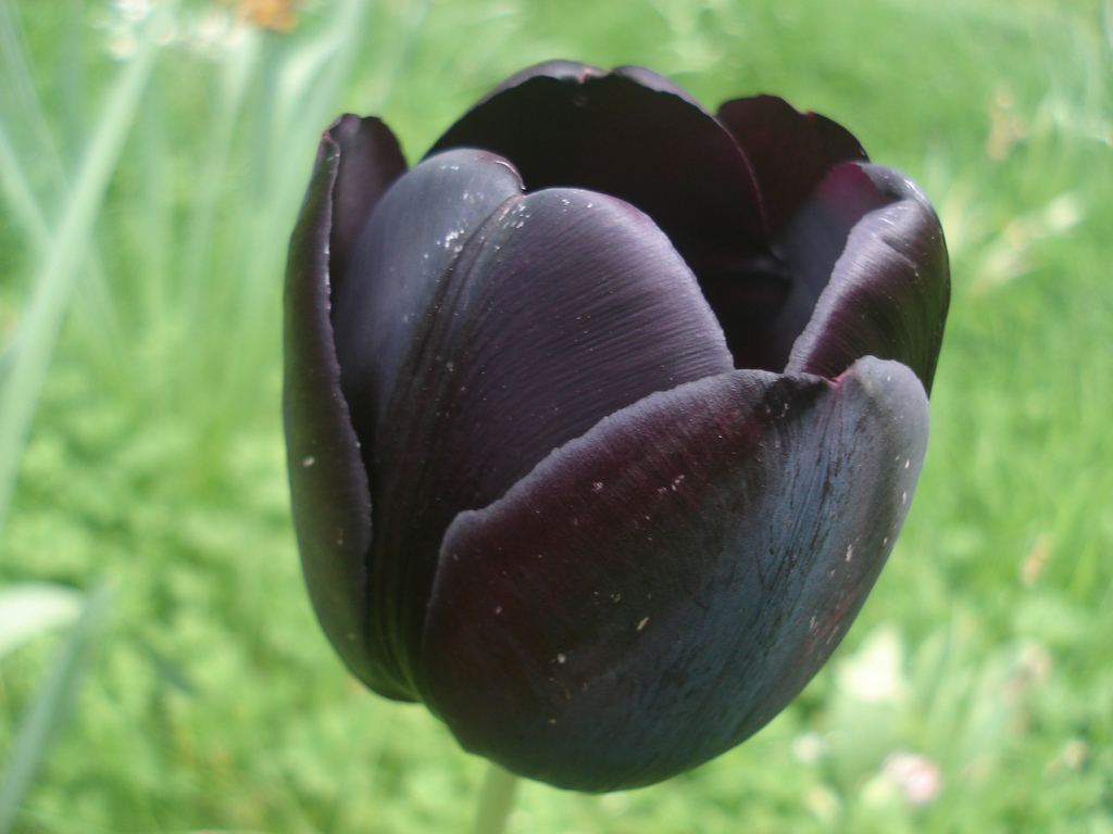 ... Black Tulip Flower | by mahnik