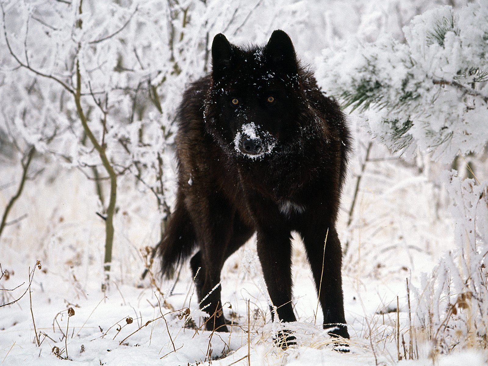Black Wolf In Snow