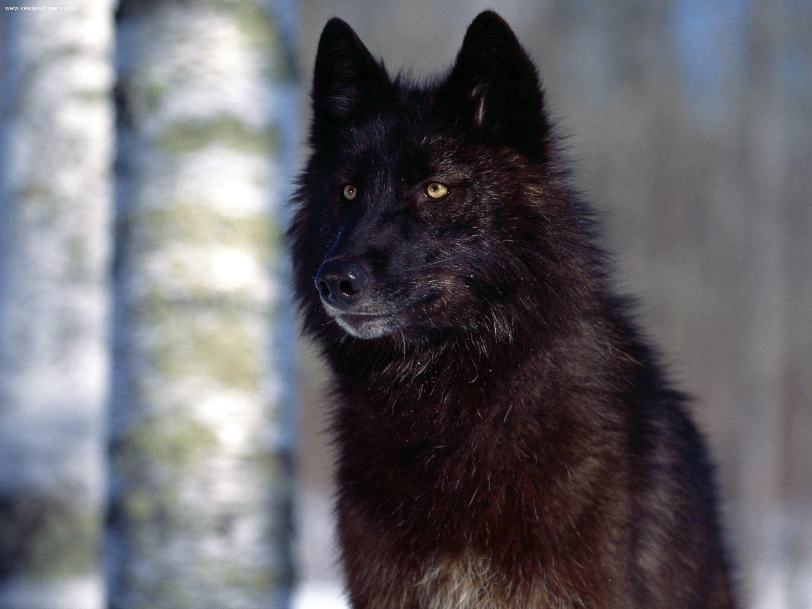 Black Wolf Pictures