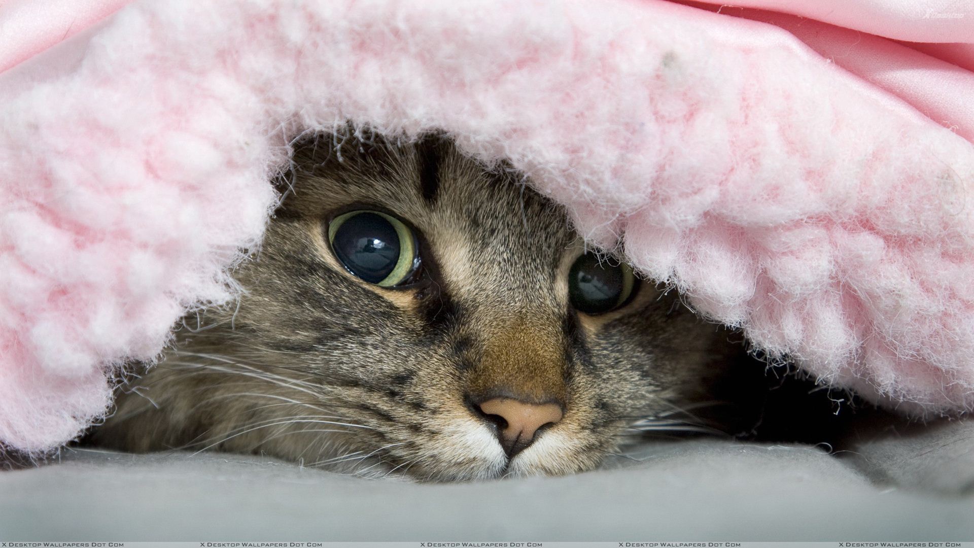 Cat Under The Blanket HD Desktop Background wallpaper
