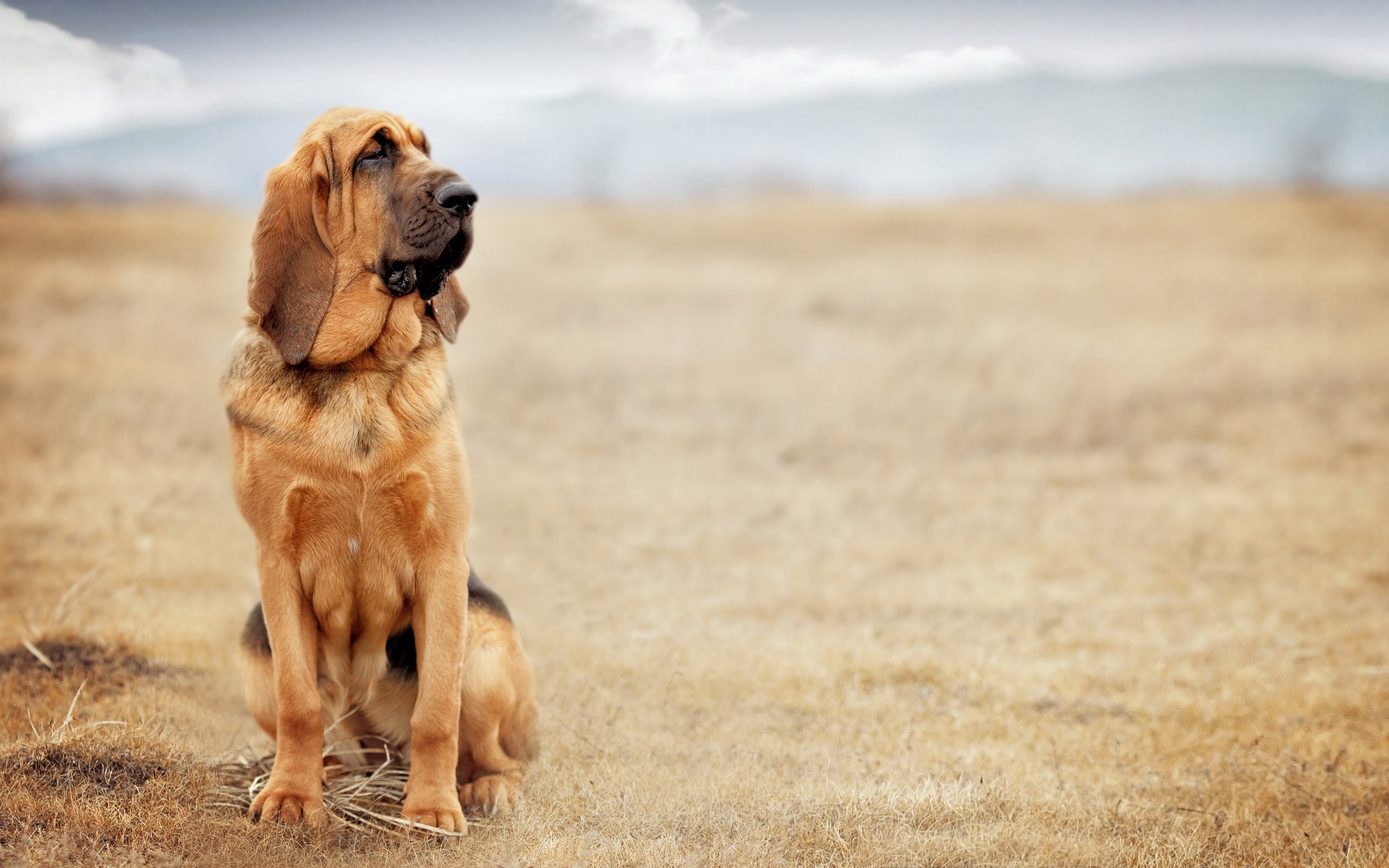 HD Wallpaper | Background ID:459646. 3840x2400 Animal Bloodhound
