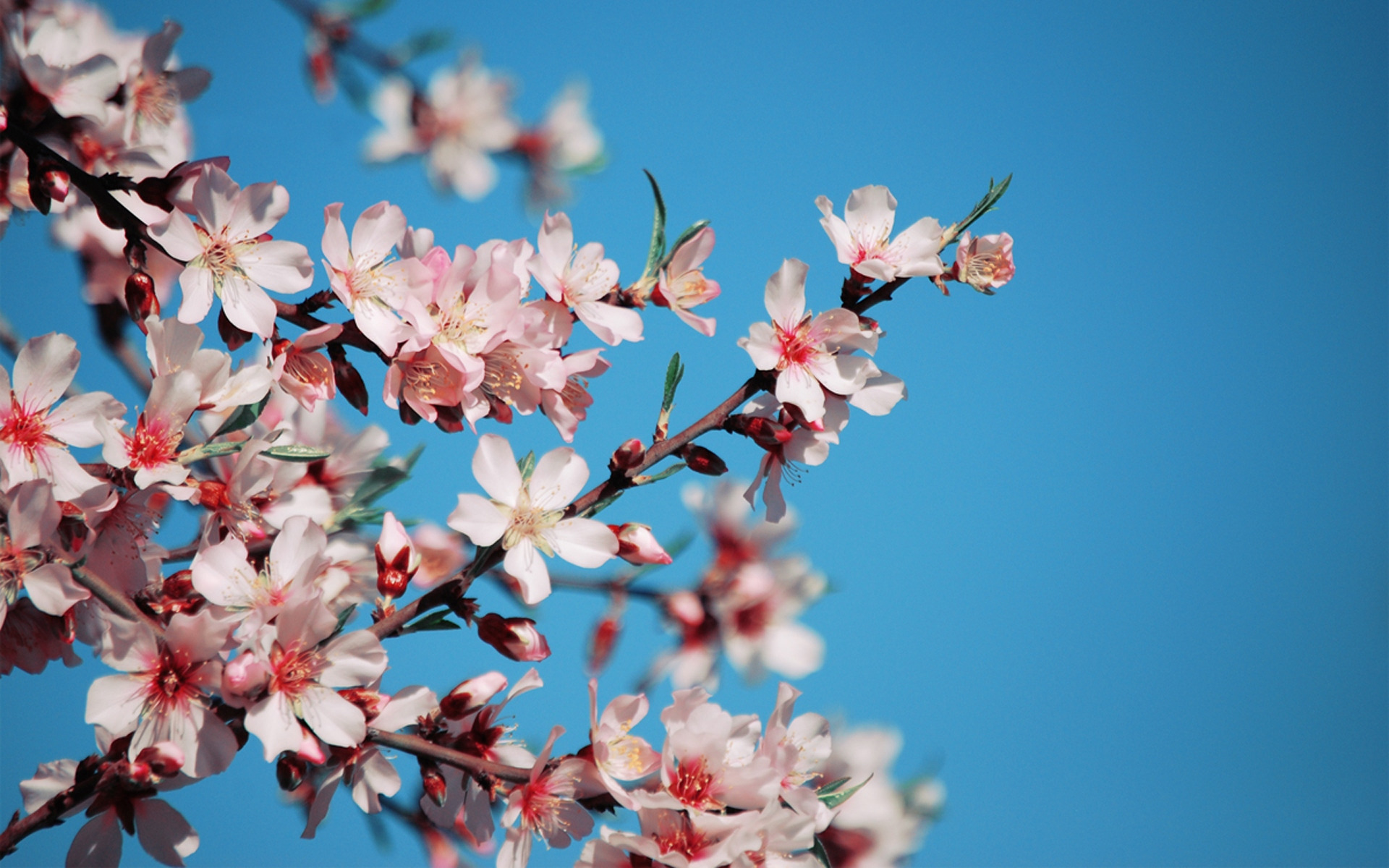 wallpaper cherry, flowers, petals, pink, branch, bloom, spring