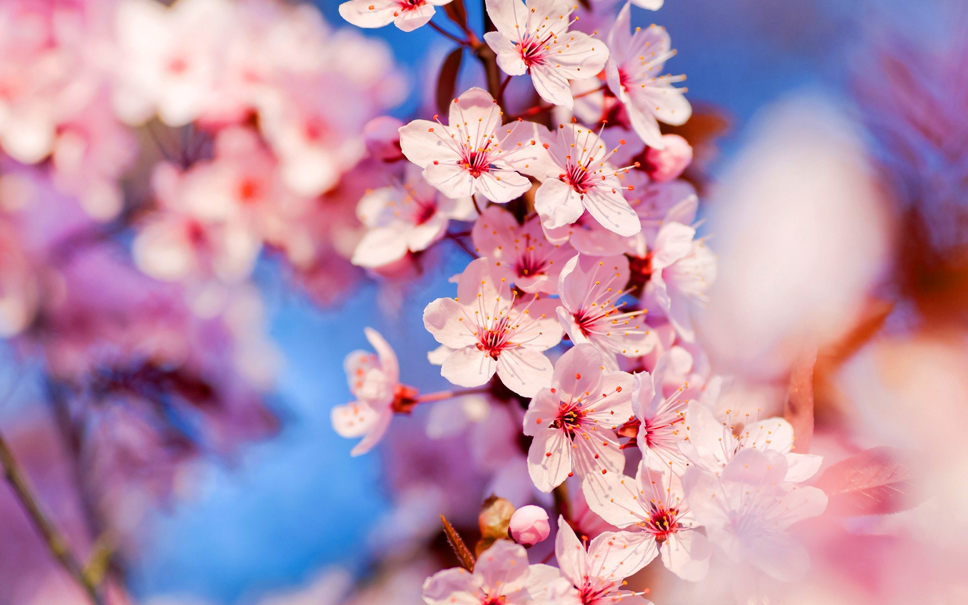 Cherry blossom hd