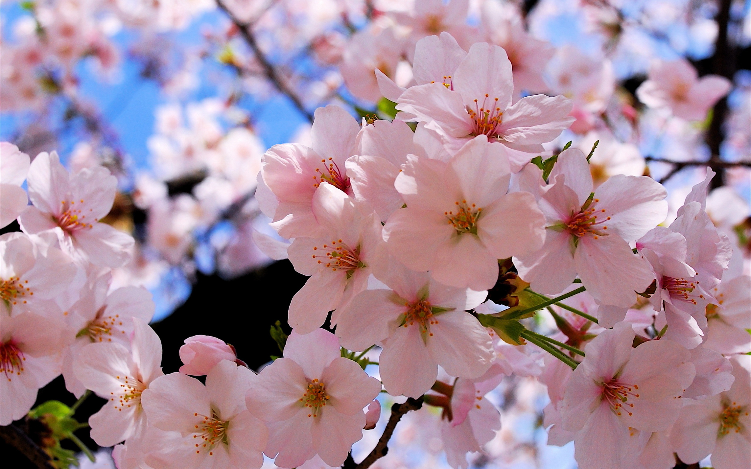 Blossoms spring