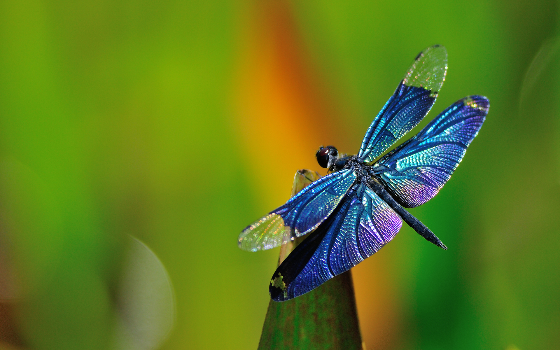 Blue dragonfly