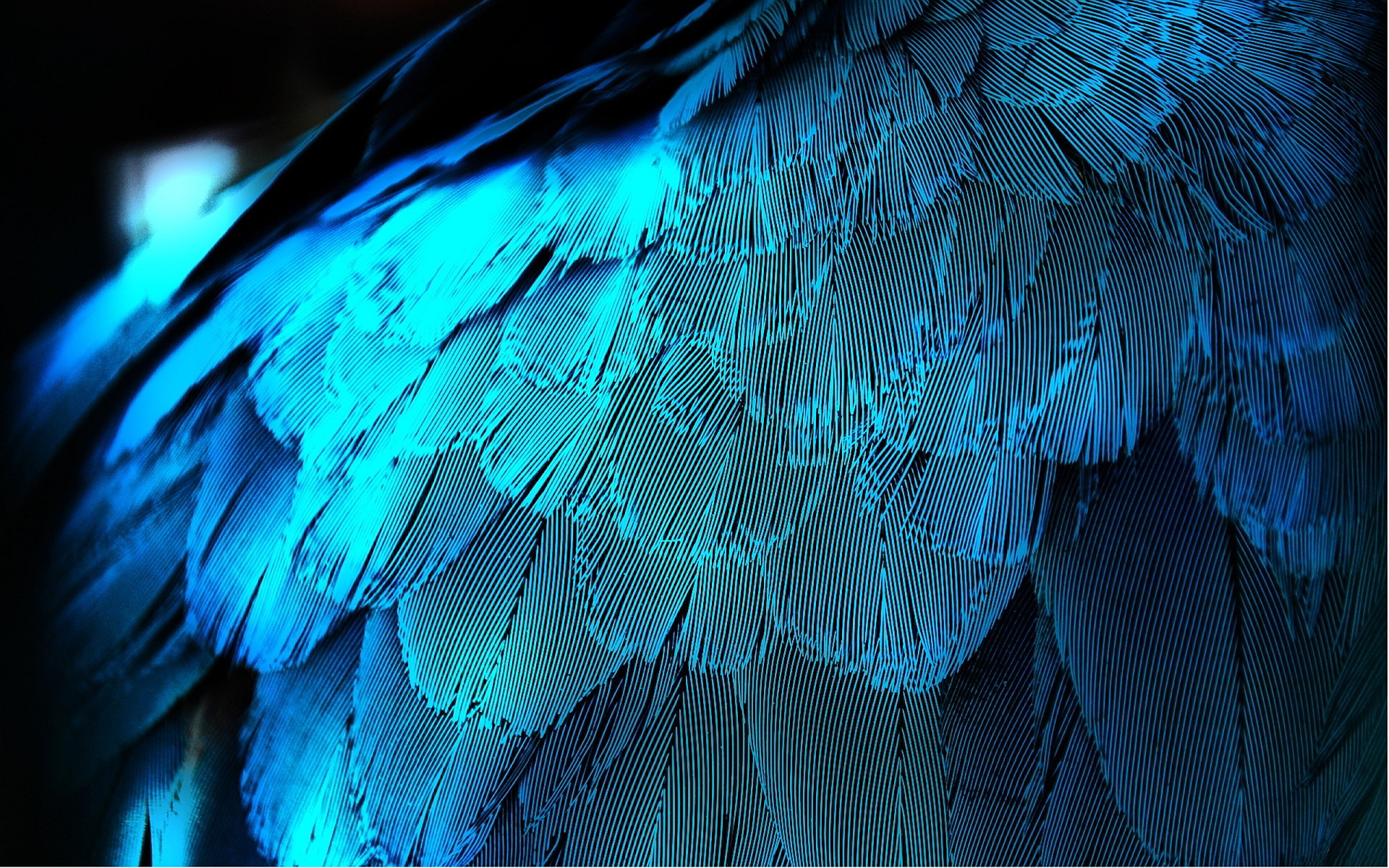 Blue feather