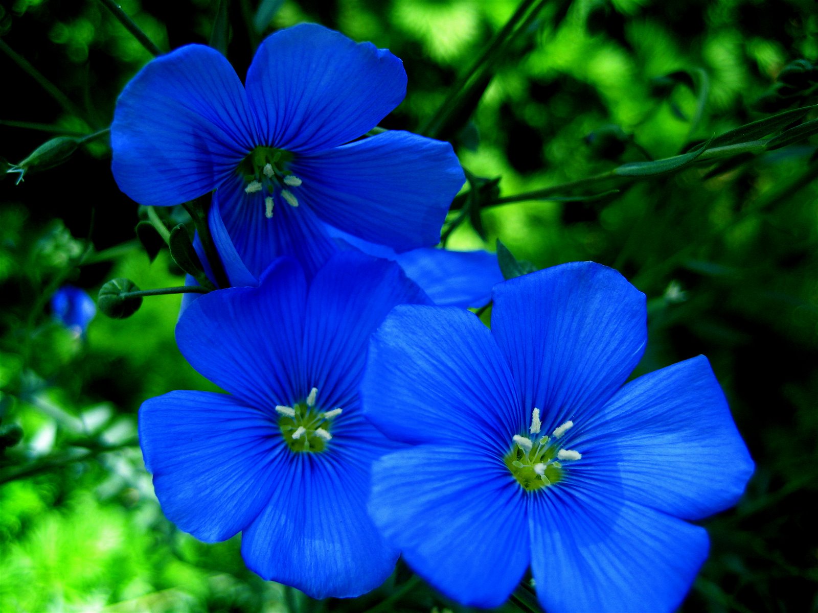 Blue Flowers Bloom in Garden