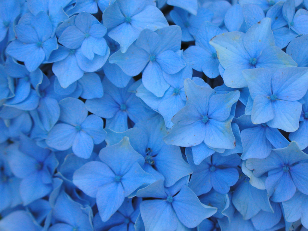 Blue Flowers Images For Iphone 4 HD Wallpapers