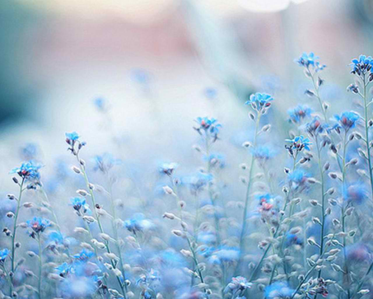 cynthia-selahblue (cynti19) blue flowers