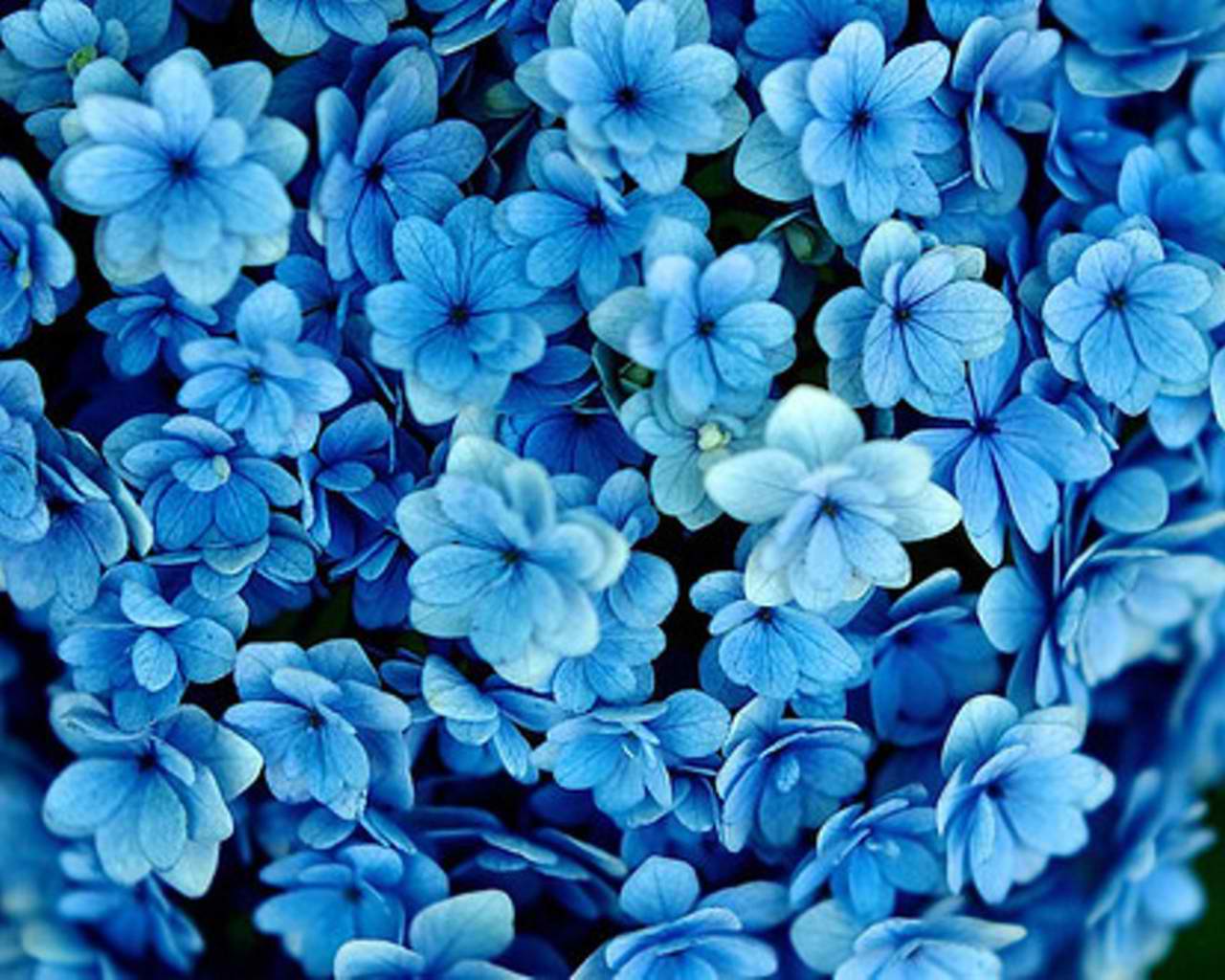 Images Of Blue Flowers Wallpaper Hd 3 Thumb