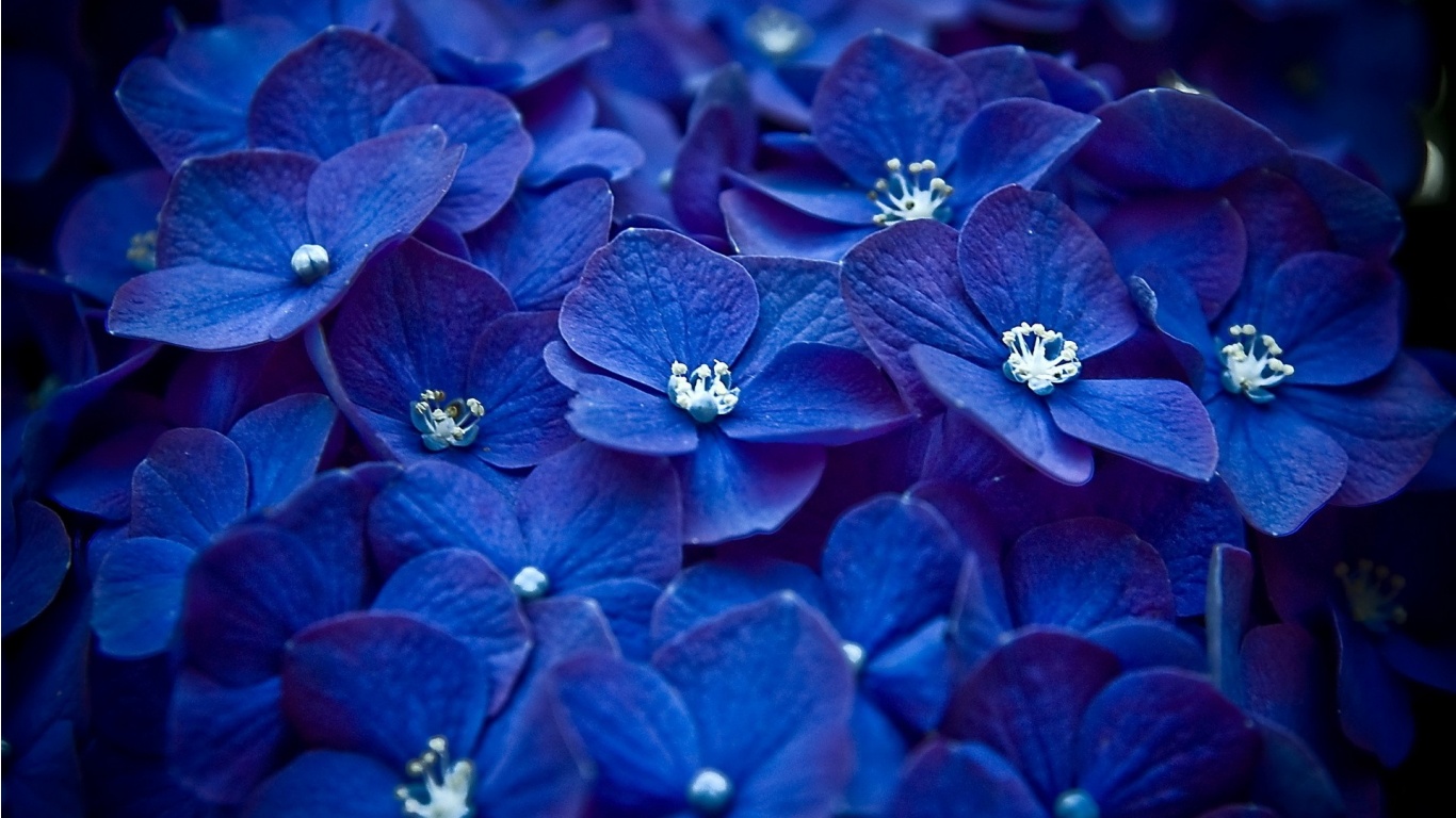 Flowers Blue Flowers