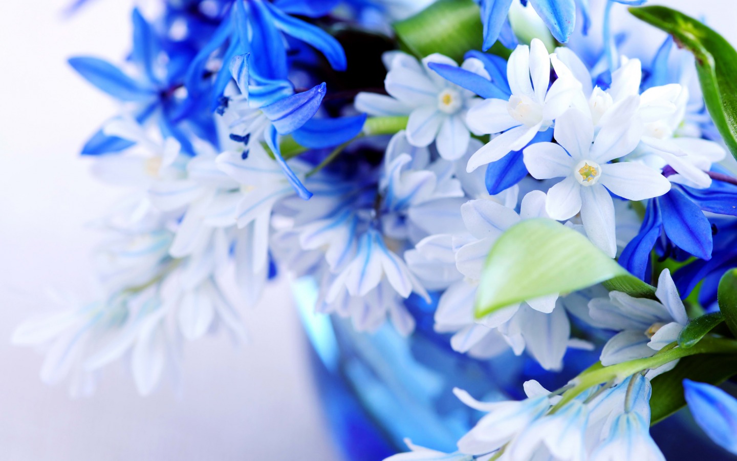 Flowers White & Blue Flowers
