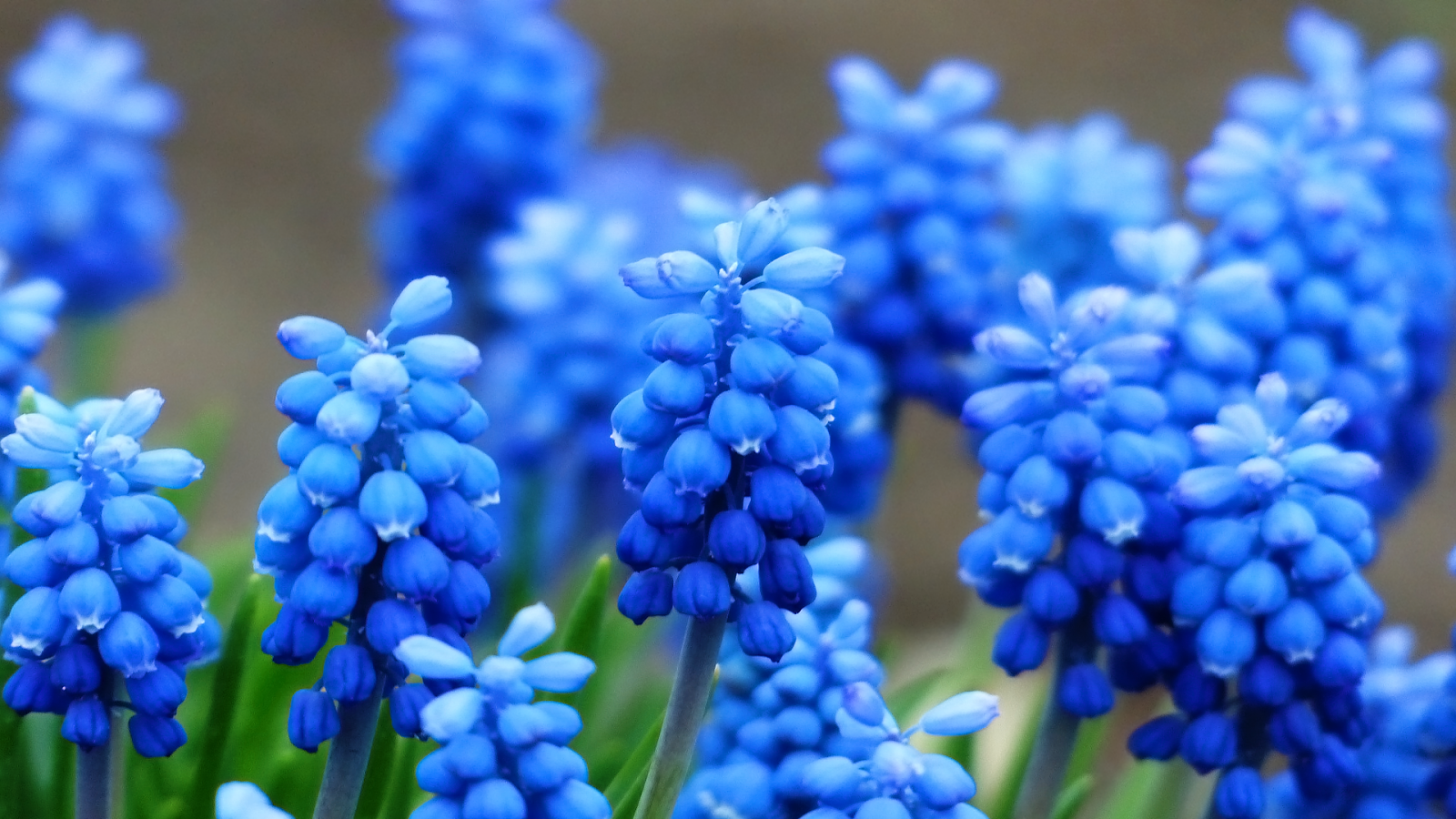 blue hyacinth wallpaper
