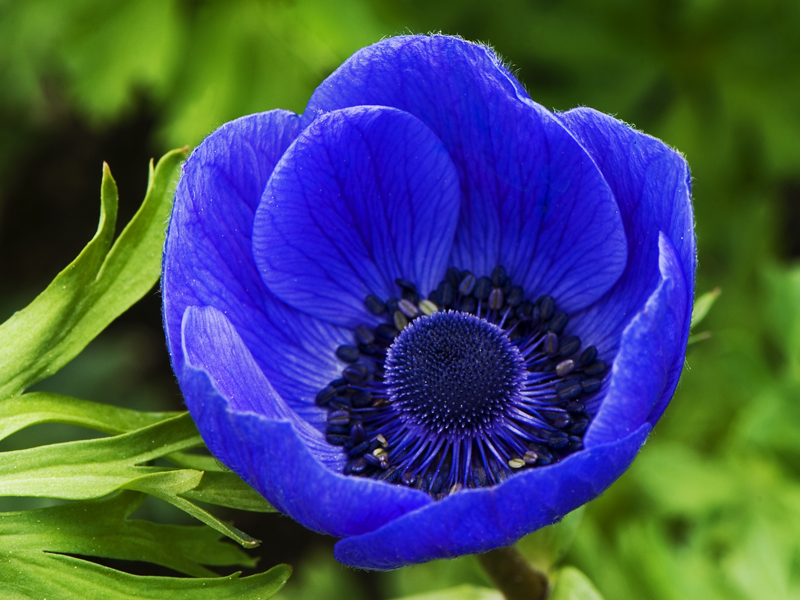 Blue Poppy, a blue flower
