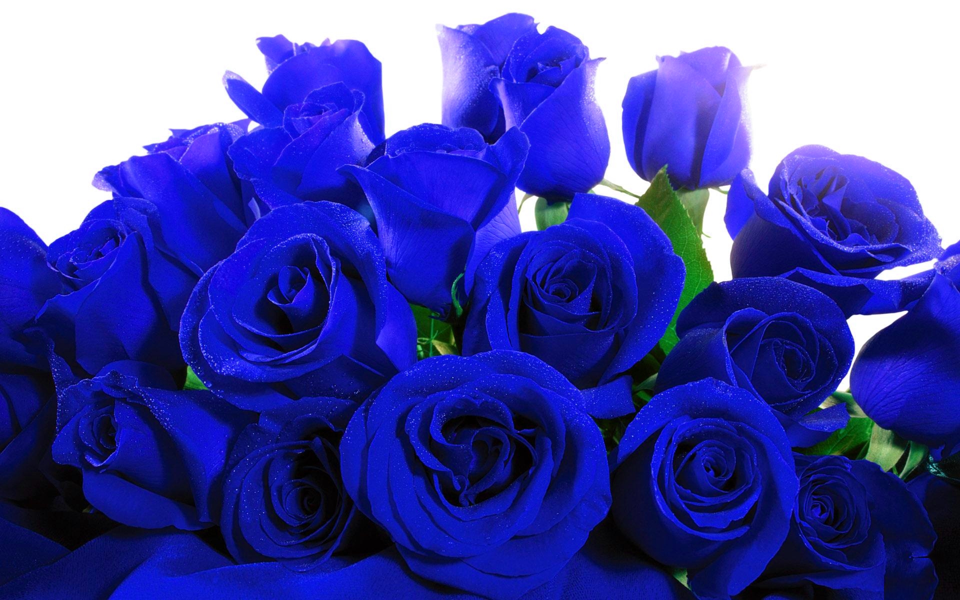 ... Blue Rose 07 ...