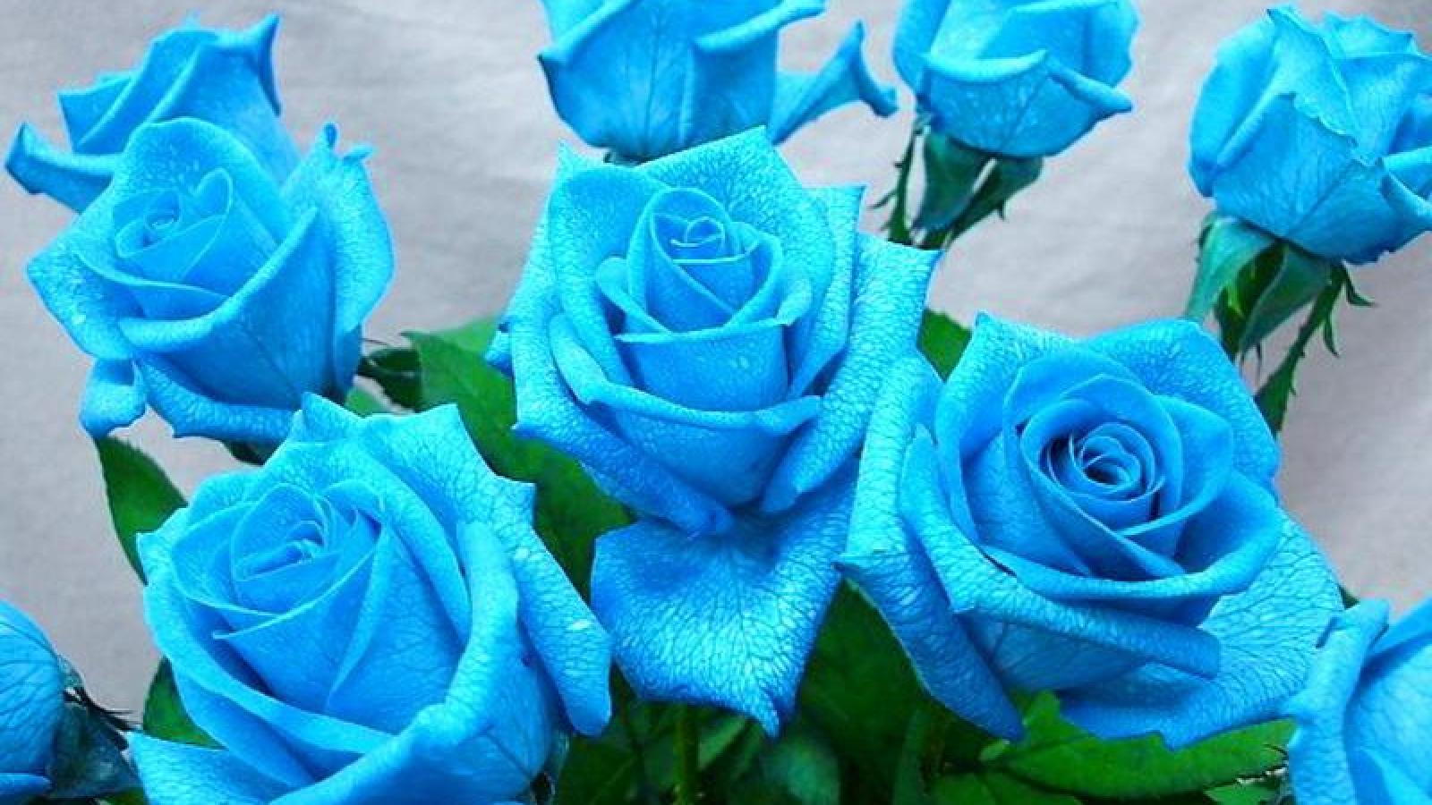 Wallpaper Tags: delicate lovely roses harmony nice beautiful flowers bouquet blue pretty