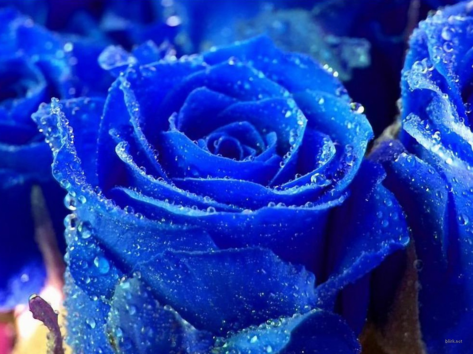 Blue Roses Flowers Wallpaper