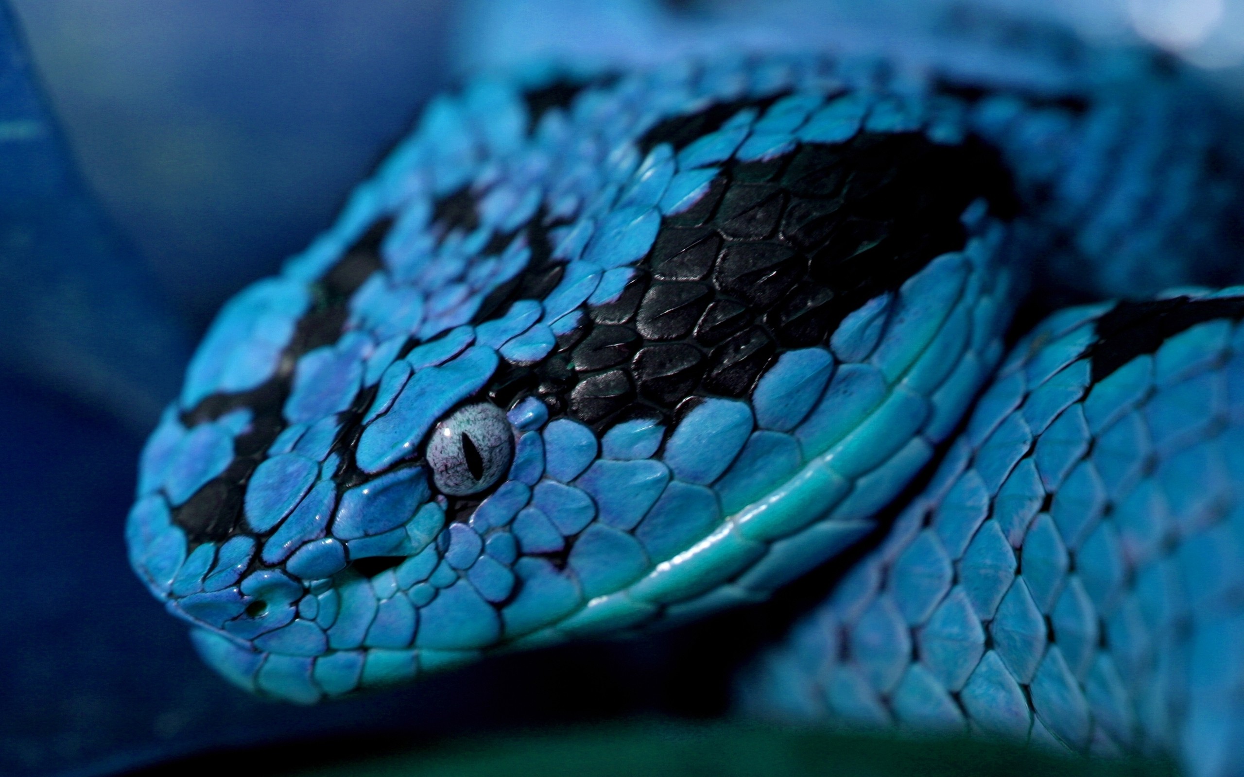 Blue Snakes 2560x1600