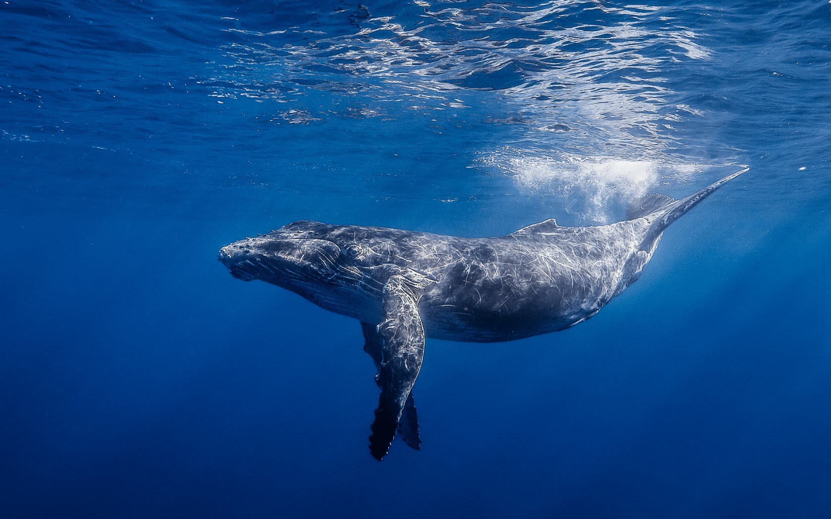 Blue Whale Ocean Underwater
