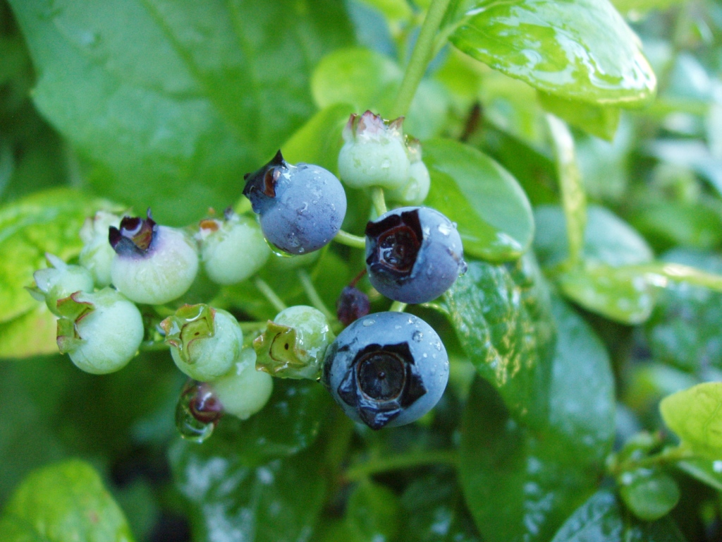 A maturing 'Polaris' blueberry (Vaccinium corymbosum)