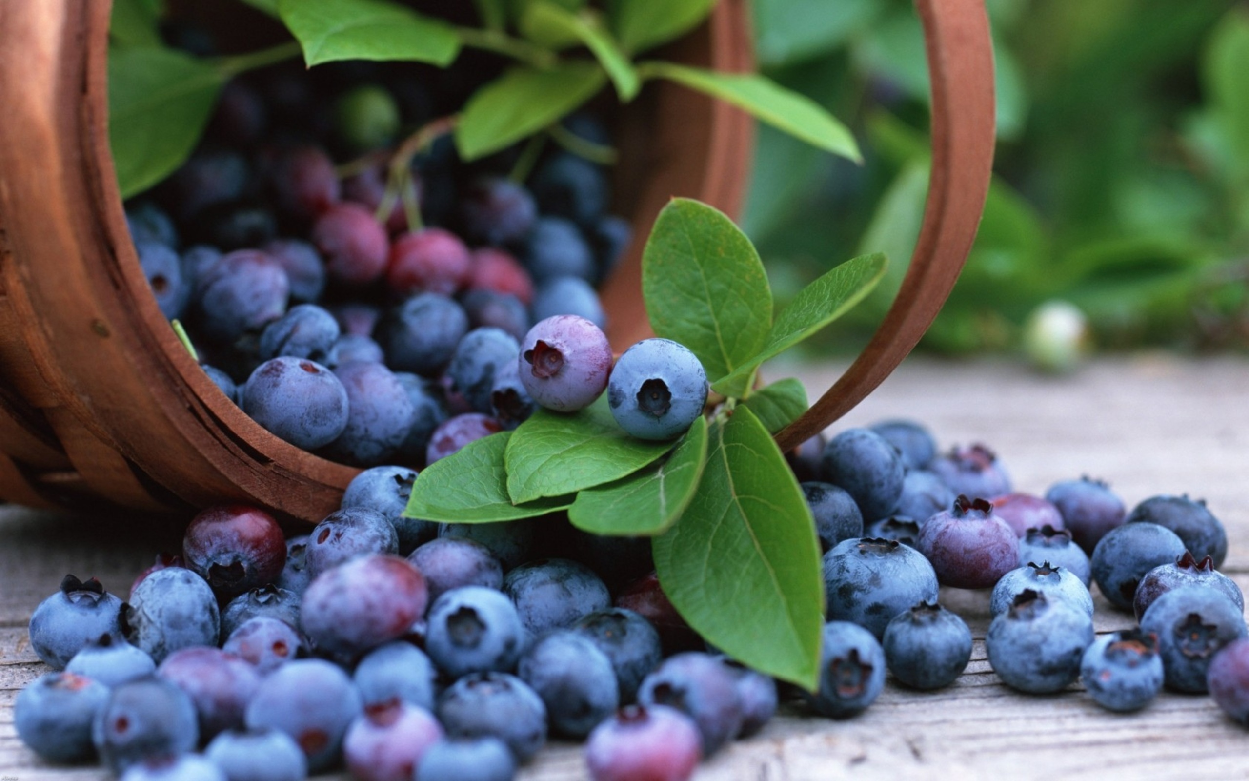 HD Wallpaper | Background ID:381349. 2560x1600 Food Blueberry