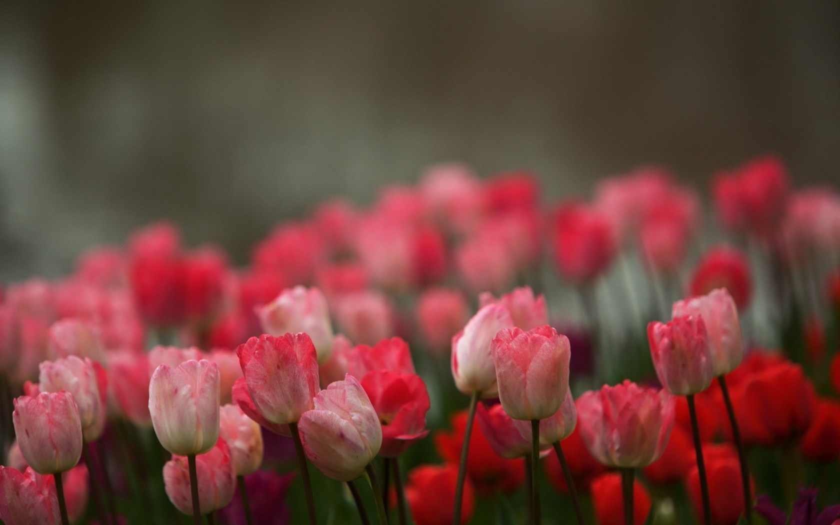 Blur Field Tulips