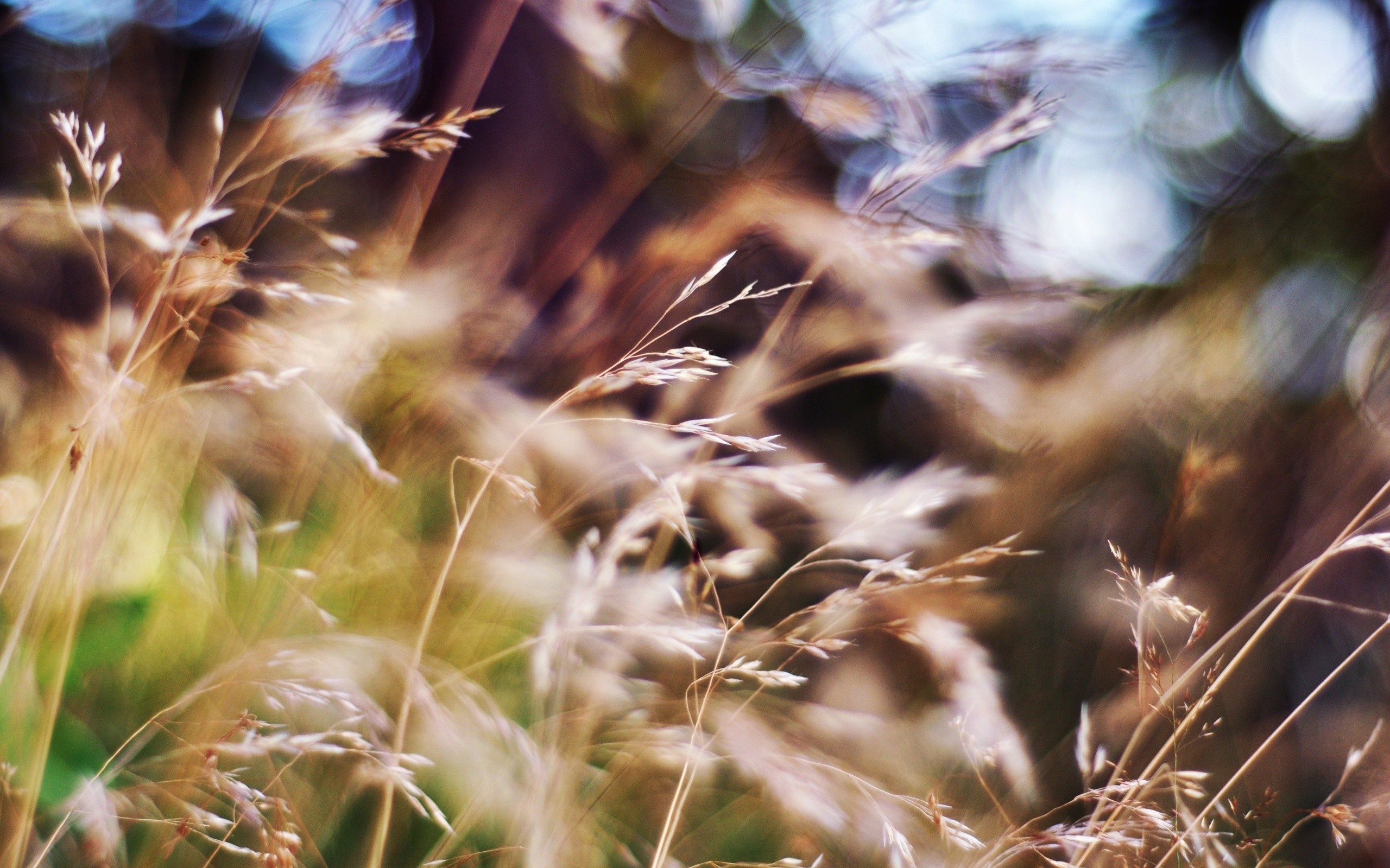 Blurred summer grass