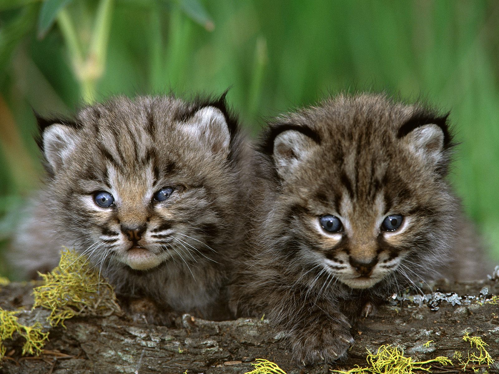 Bobcat Bobcat kittens lynx cat