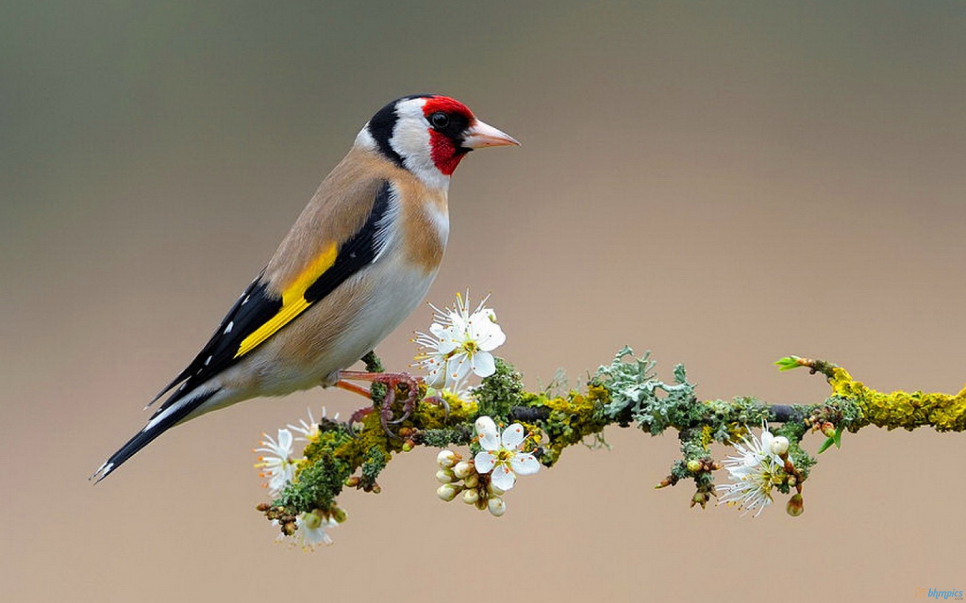 Colorful Birds Wallpaper: Hd Colorful Bird On Flowering Branch Wallpaper Download Free 1920x1200px