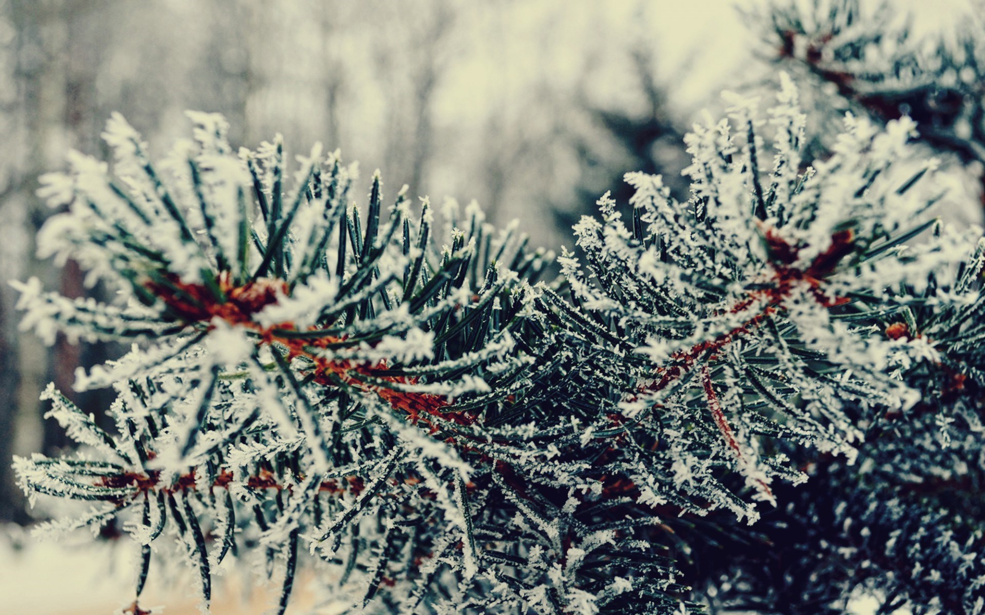 Branch Tree Needles Winter Snowfall Nature