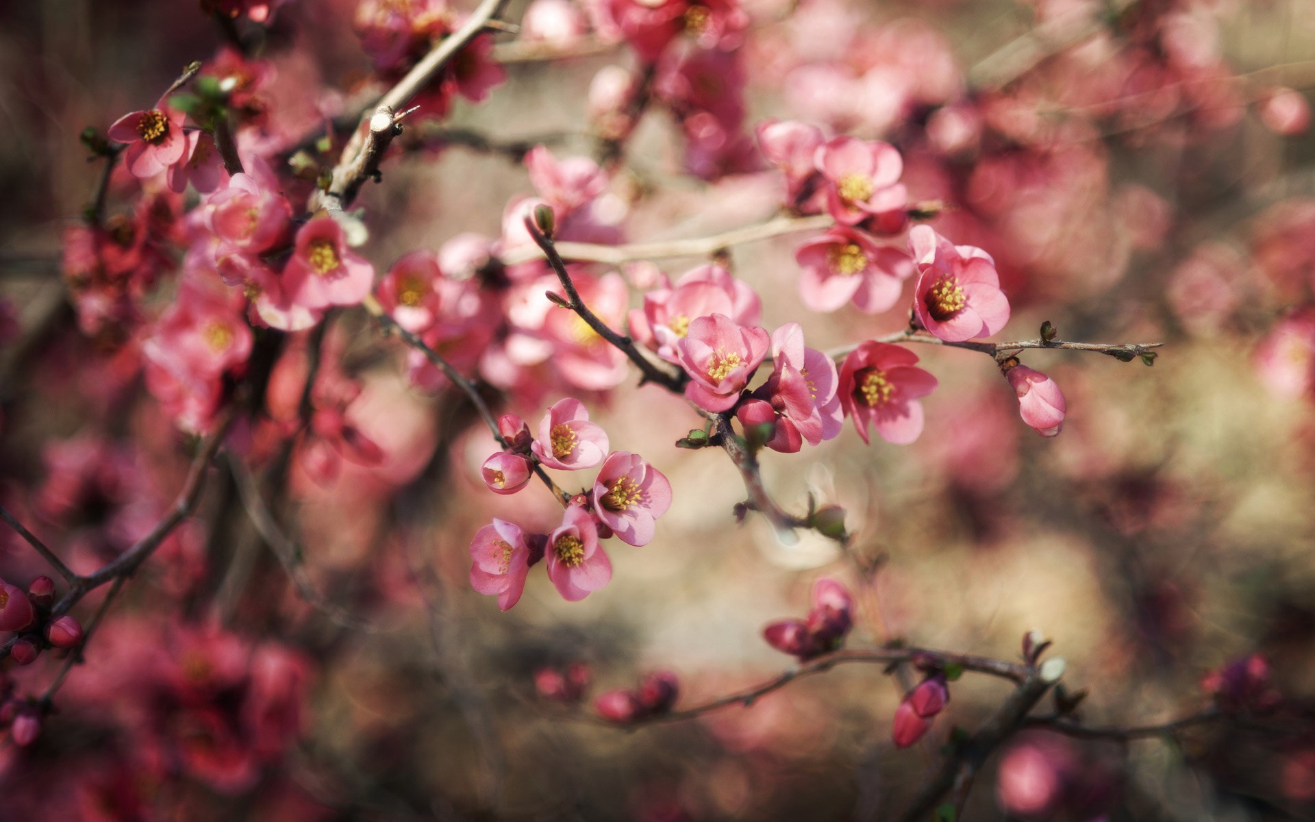 Branches Flowers Pink Spring Nature wallpaper | 1920x1200 | #22655