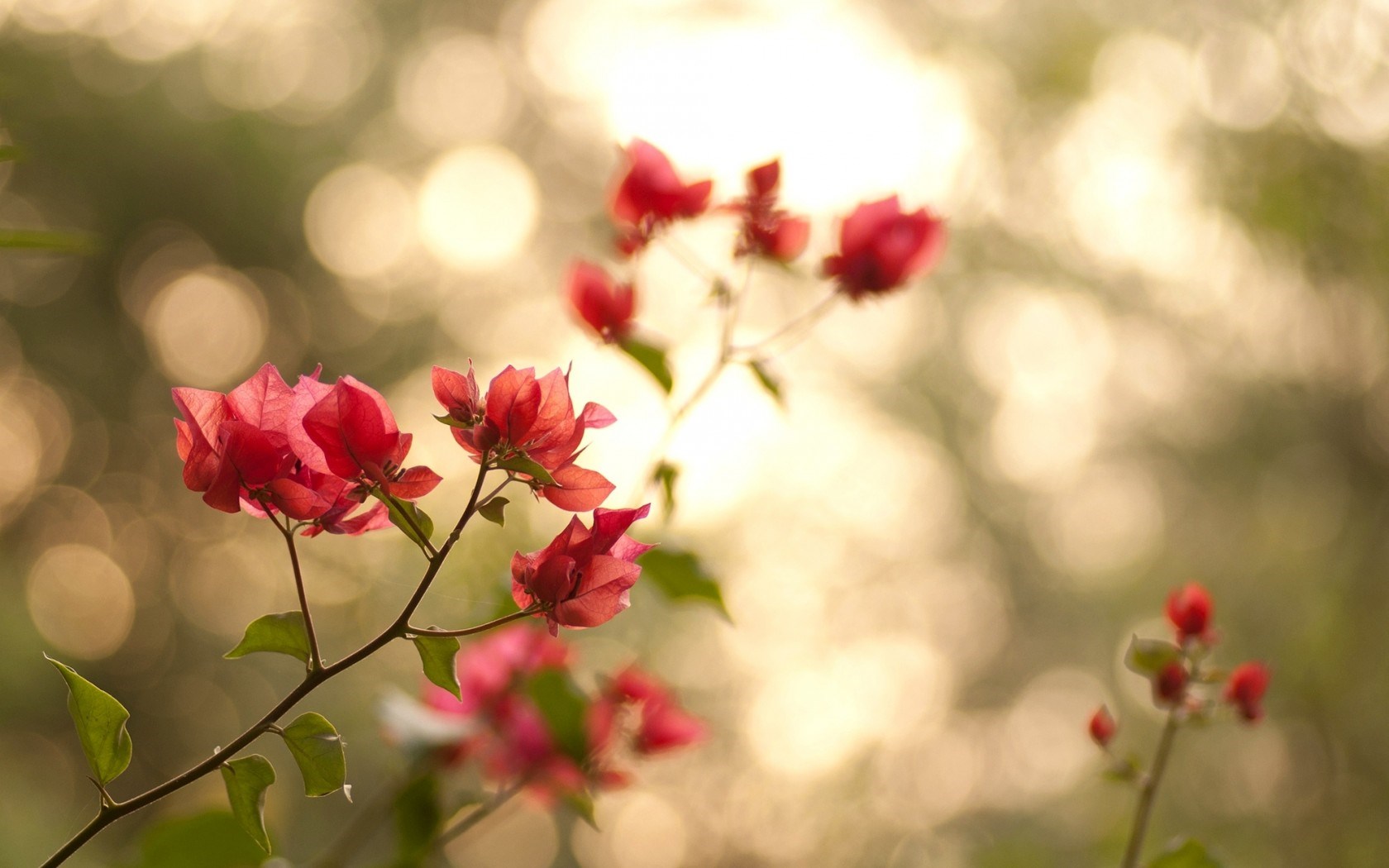 Branches Leaves Flowers Pink Nature Bokeh