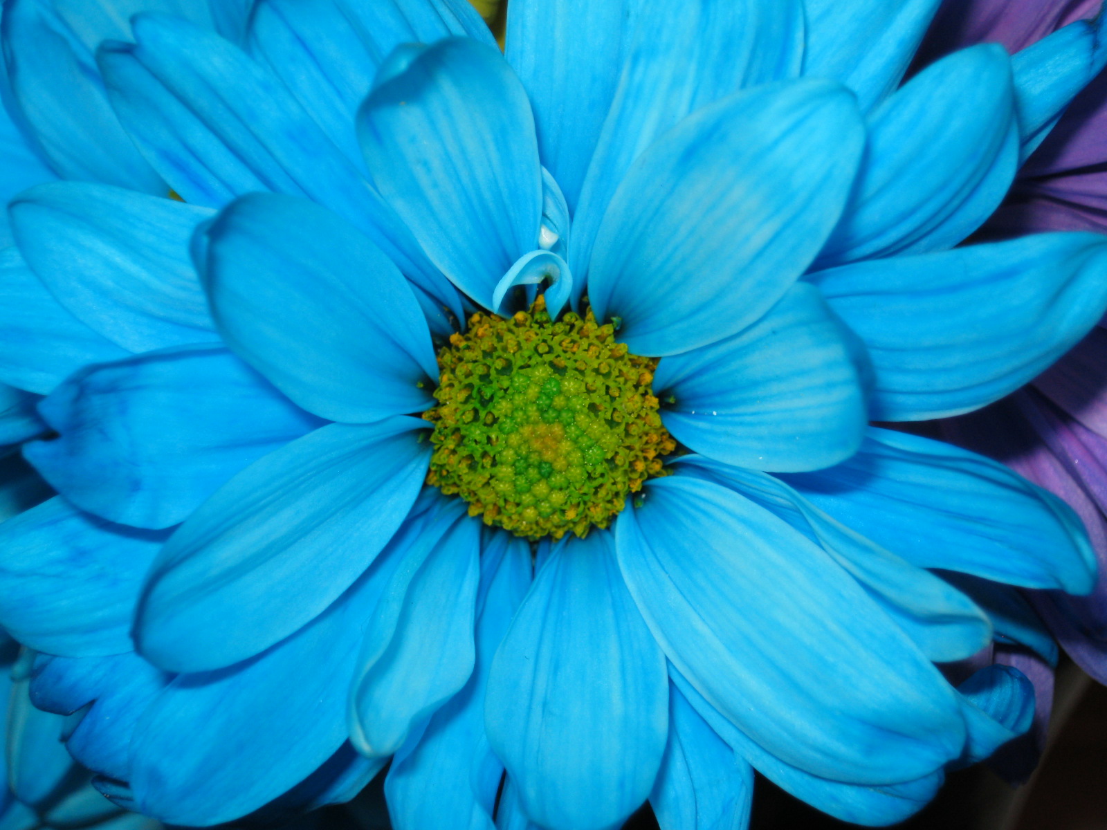 Bright Blue Flowers
