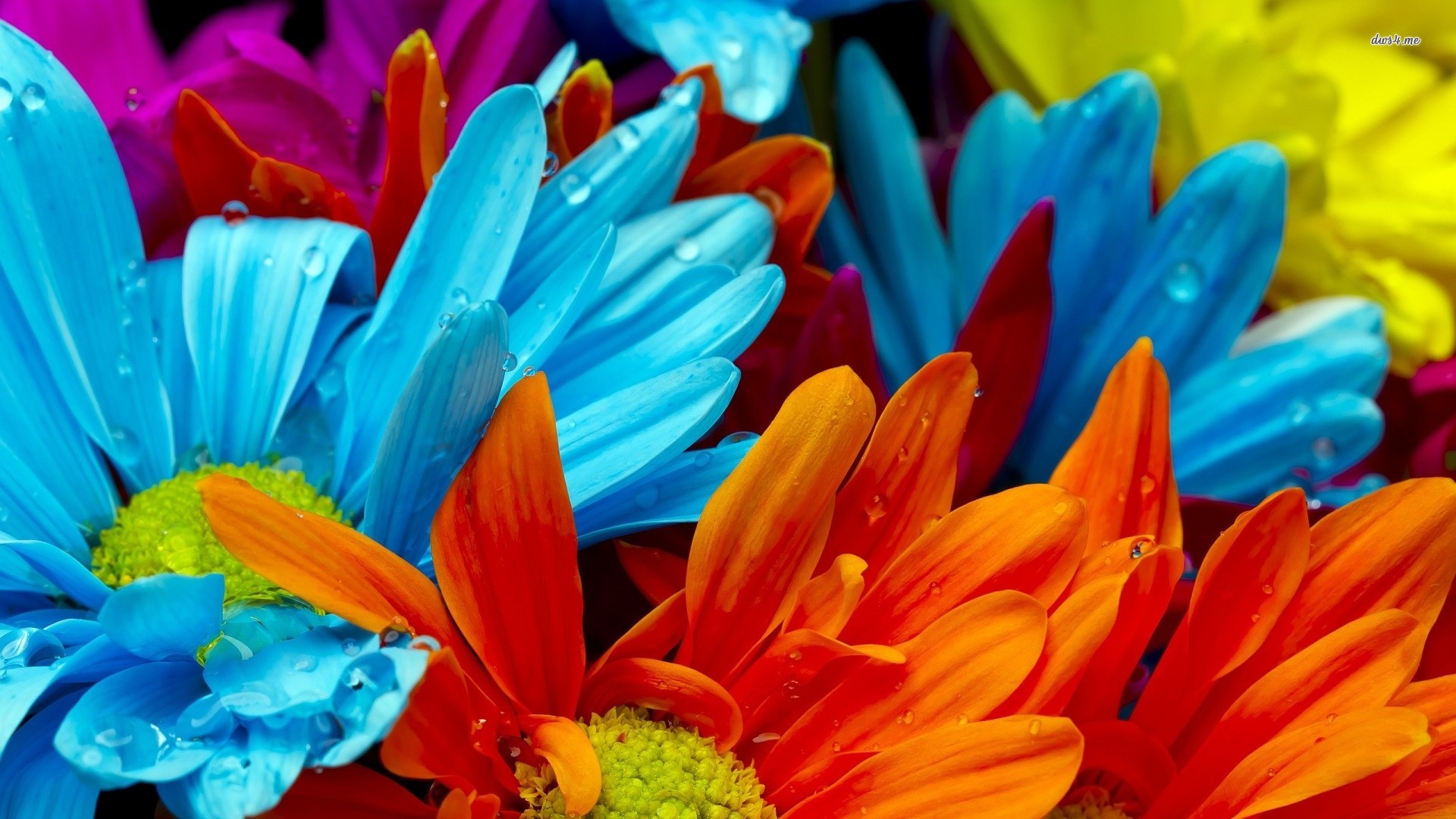 Images for Gt Bright Colorful Flowers Wallpaper