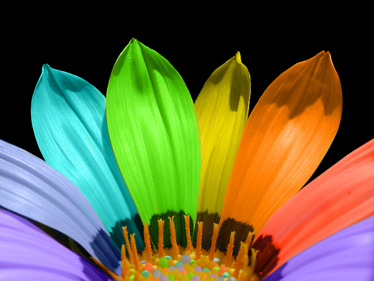 Bright Colored Flowers Wallpaper