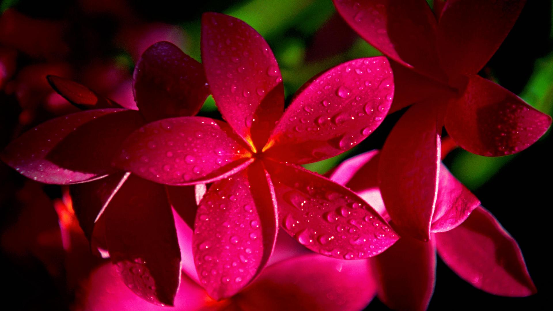 Hot Pink Wallpaper: Wallpapers for Gt Hot Pink Flowers Wallpaper 1920x1080px