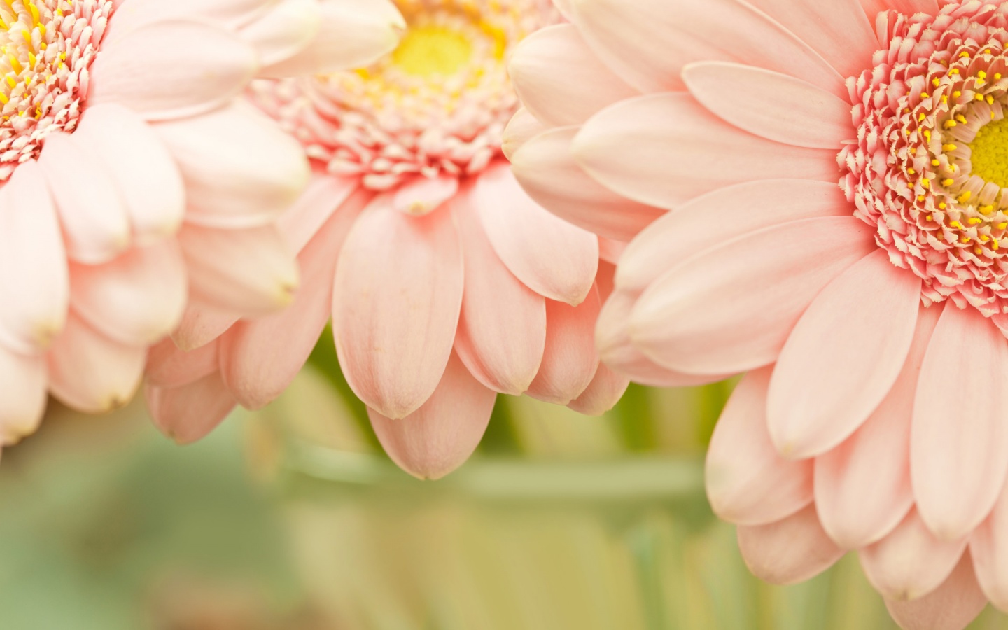 Download Light Pink Flowers — 1920x1200 · 1680x1050, 1440x900 ...