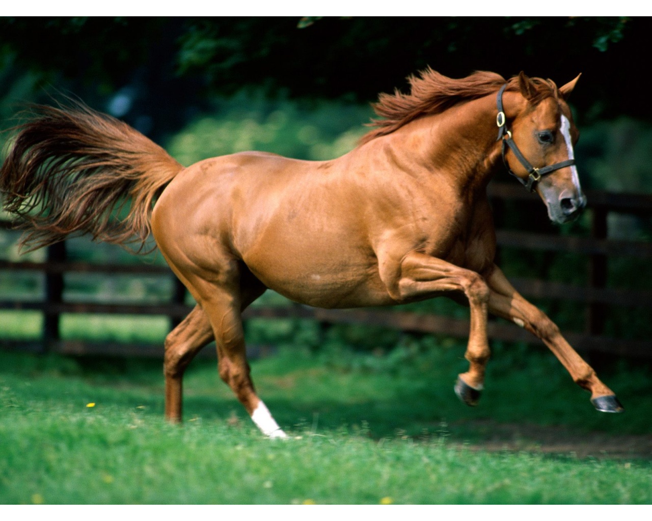 ... Brown Horse Running Desktop Wallpapers. These desktop wallpapers are high definition and available in wide range of sizes and resolutions.
