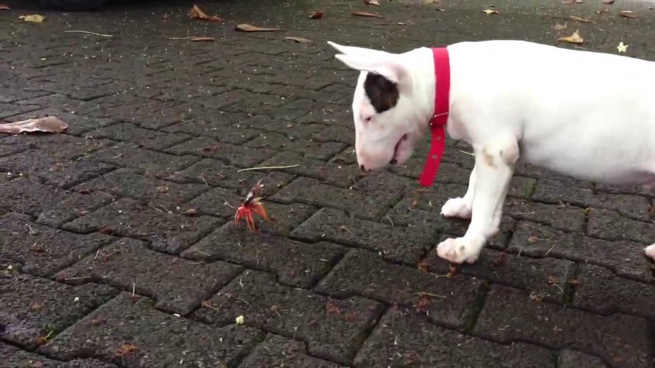 Bull terrier and a crab dog