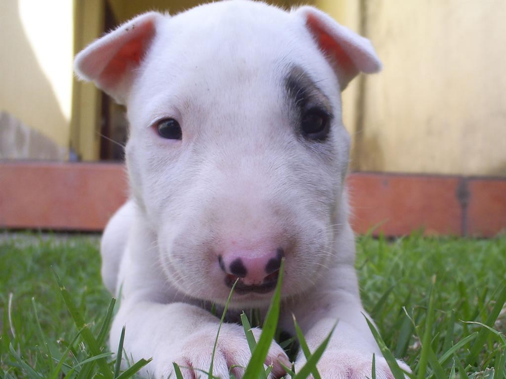 Cute puppy of white bull terrier wallpaper