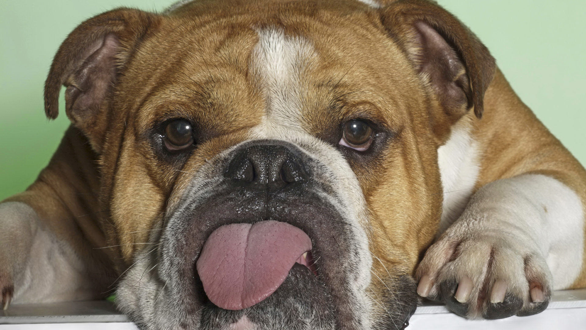 Desktop Wallpaper · Gallery · Animals Tired bulldog