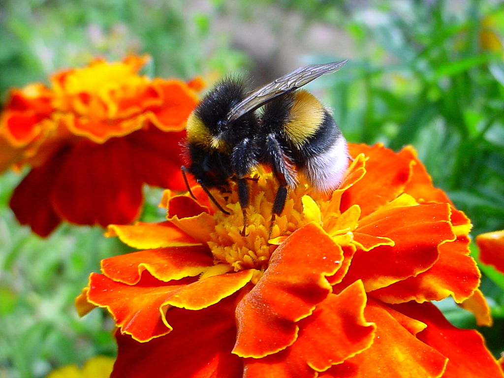 bumblebee collects pollen from a marigold flower in this file photo .