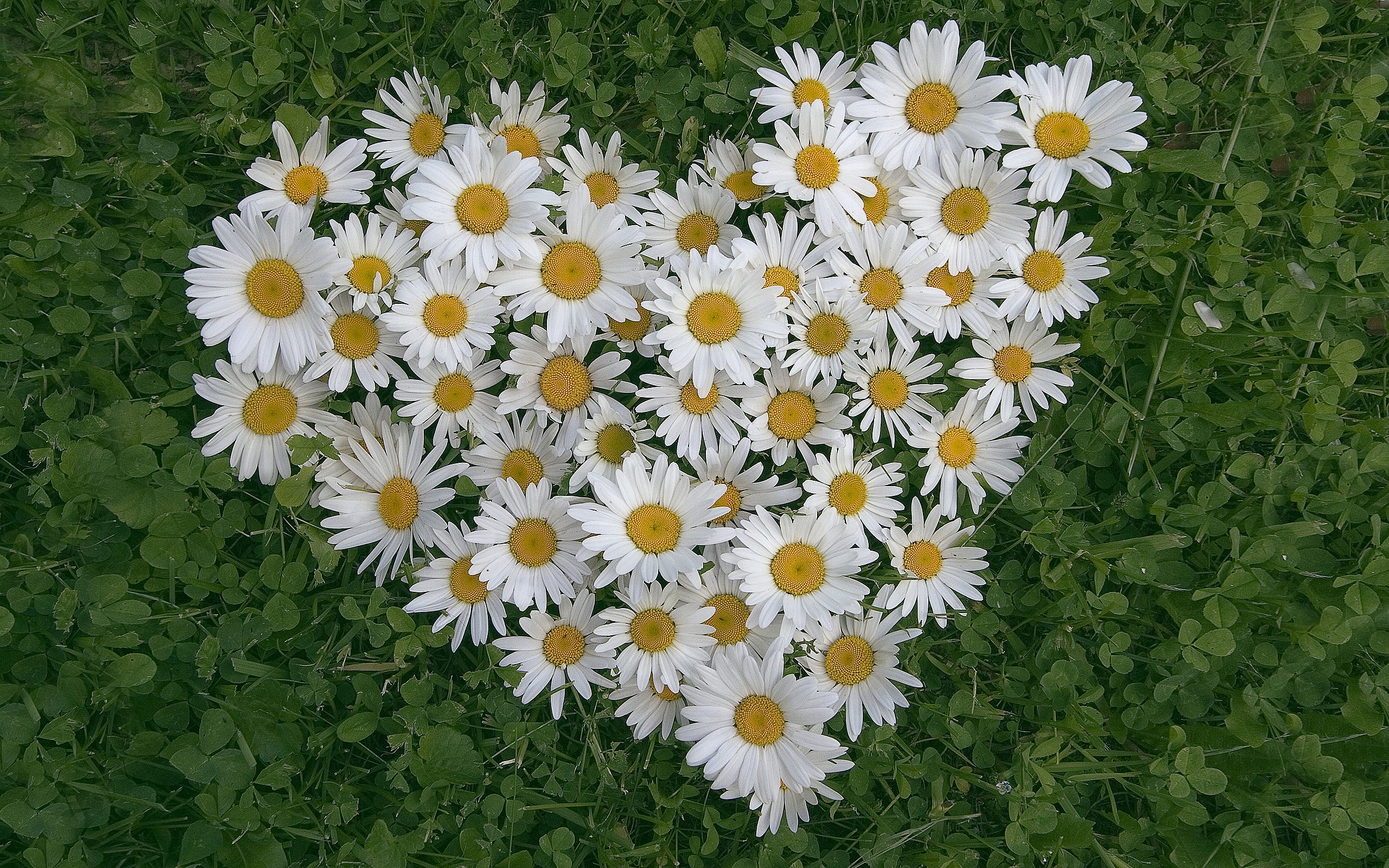 Bunch of Daisies