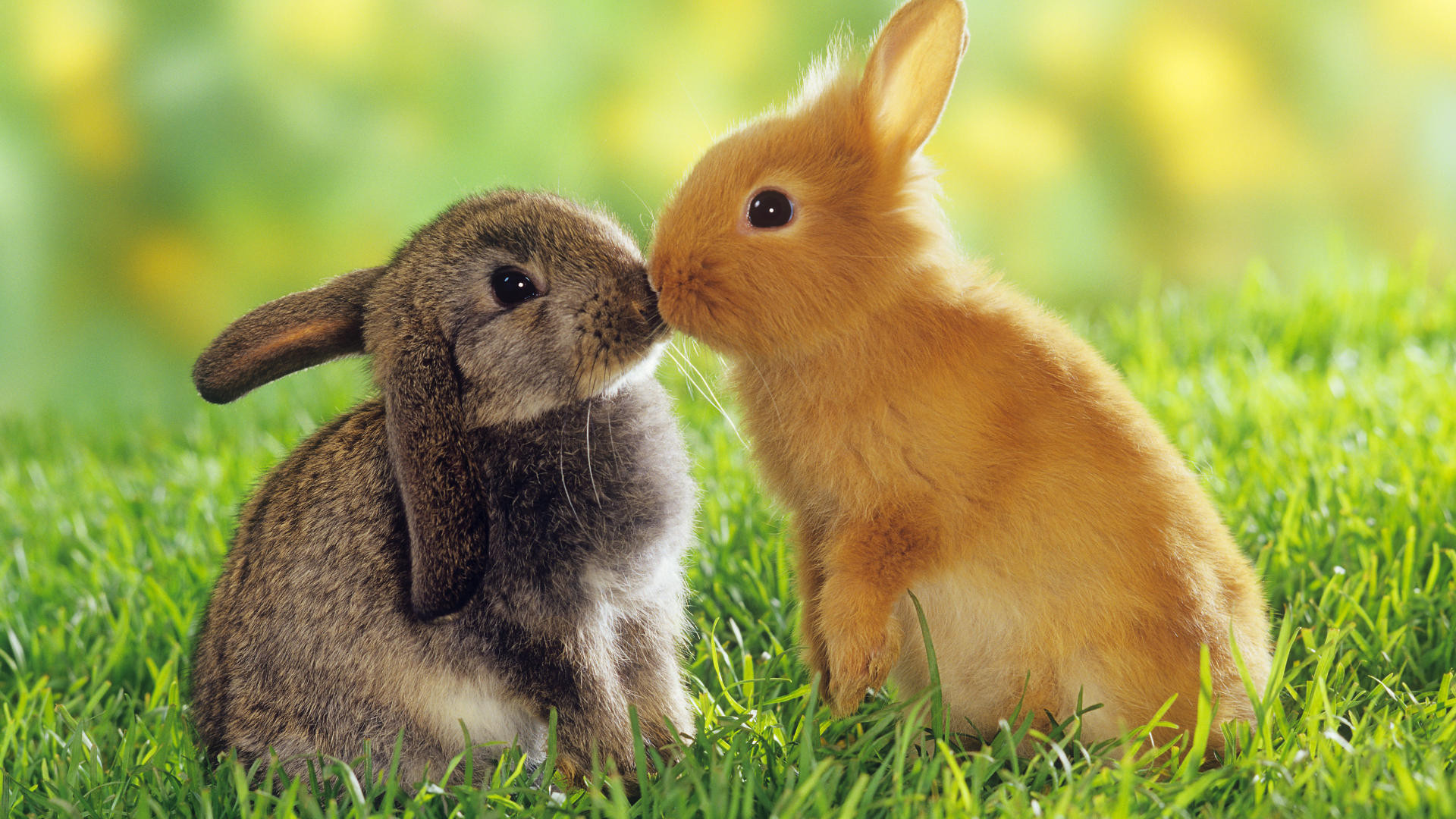 Kangaroo Best Animal Pictures Browse Animals Cute Bunny Desktop Wallpaper
