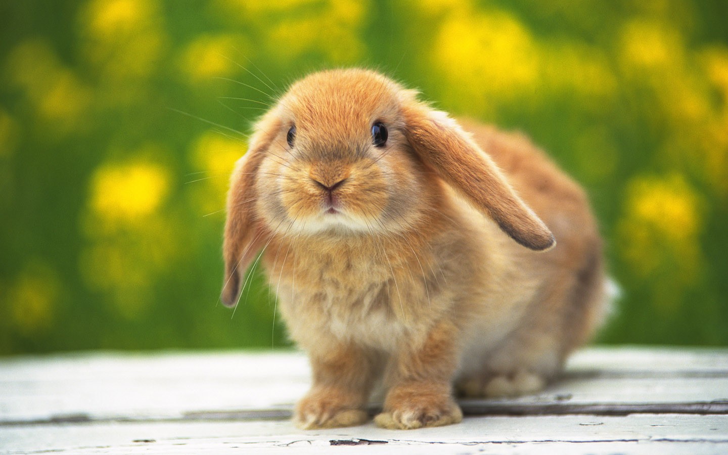 Bunny Wallpaper; Bunny Wallpaper; Bunny Wallpaper ...