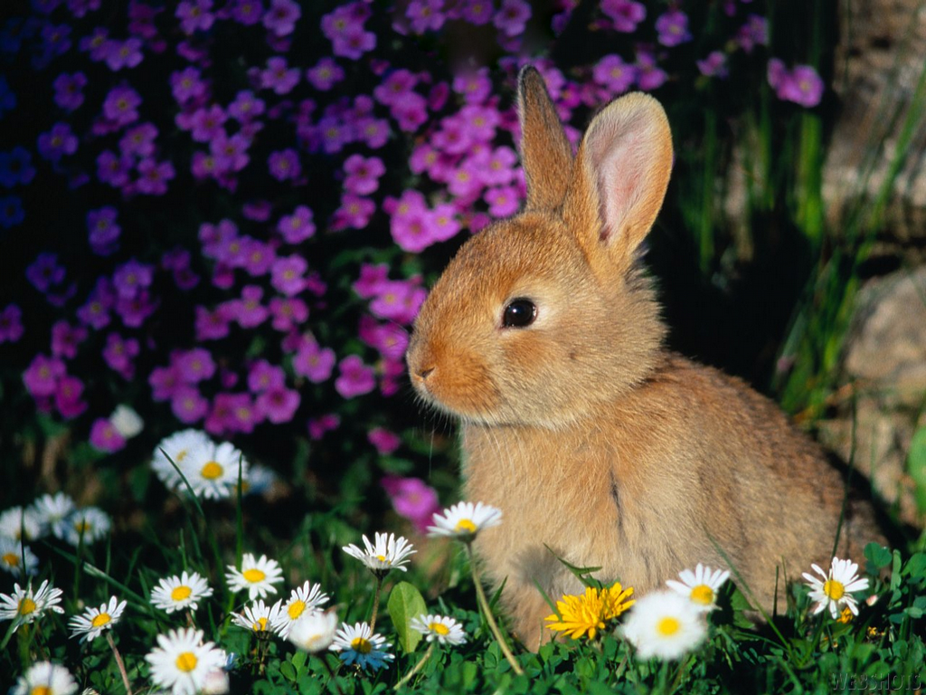 Bunny Rabbits Bunny Wallpapers