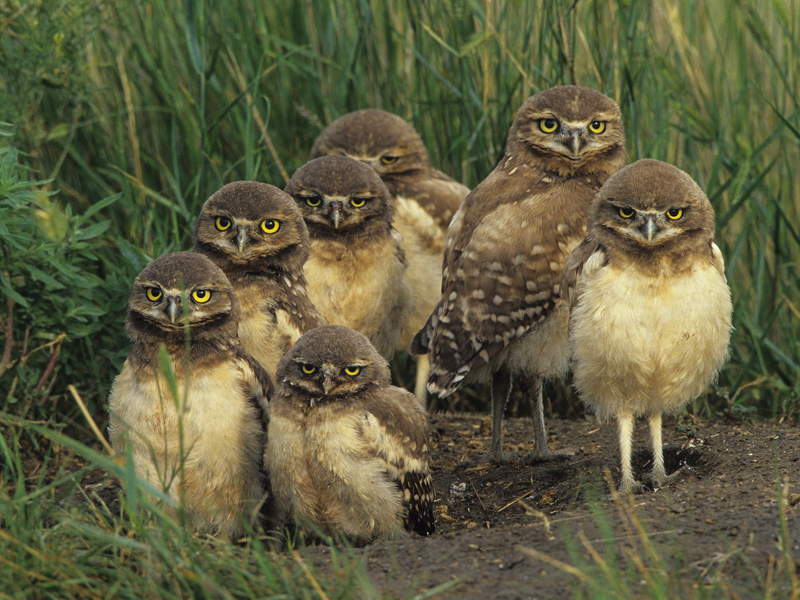 ... burrowing owls | Gypsified ...