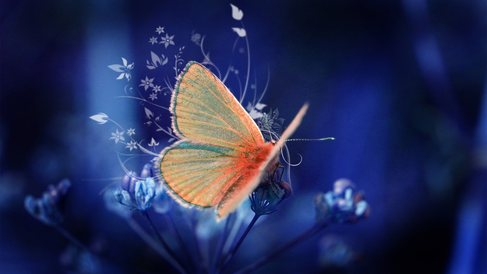 Butterflies HD Wallpapers-1